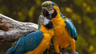 Birds Name in Hindi